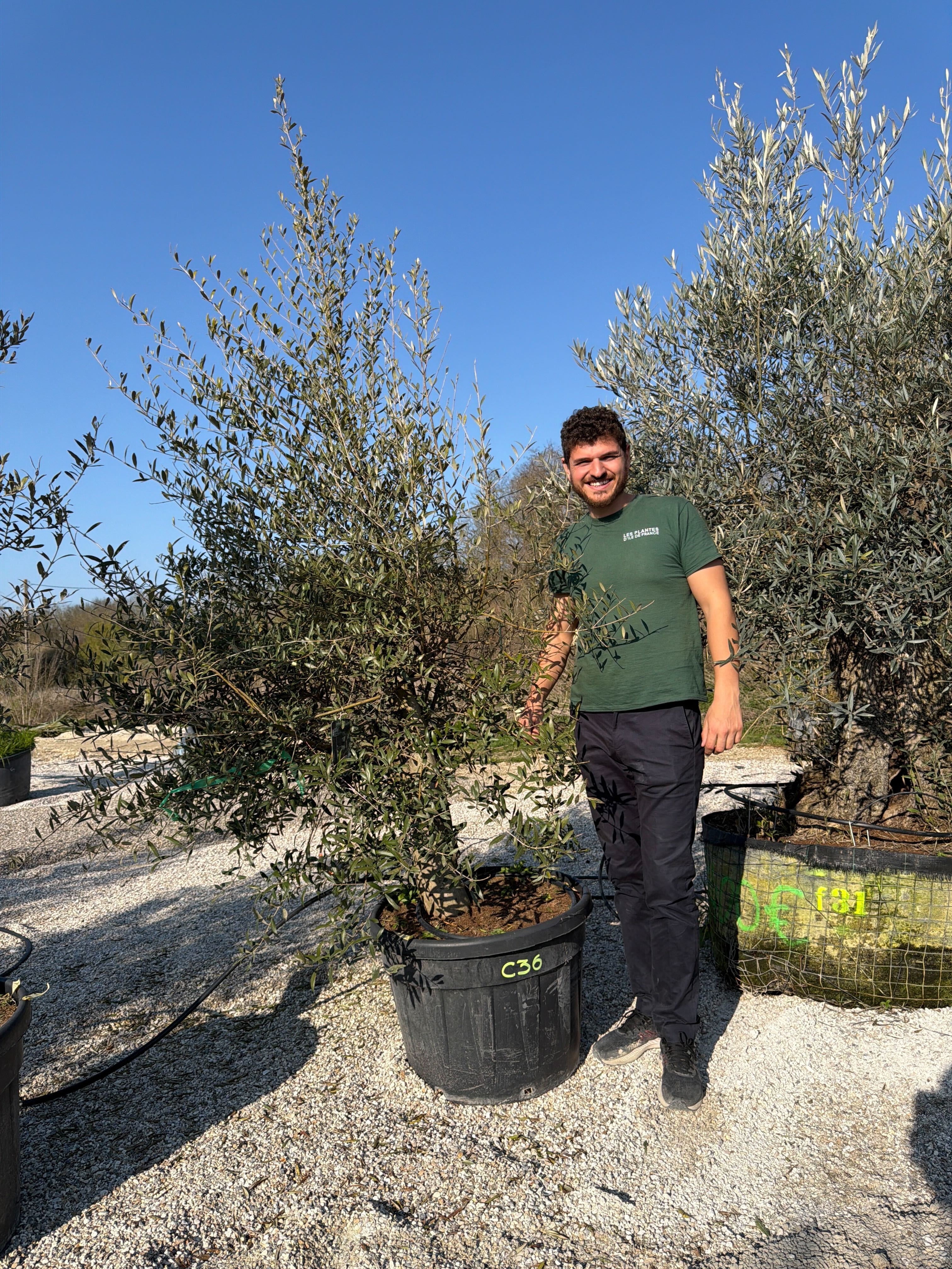 Olivier (Olea Europaea) - Image 98