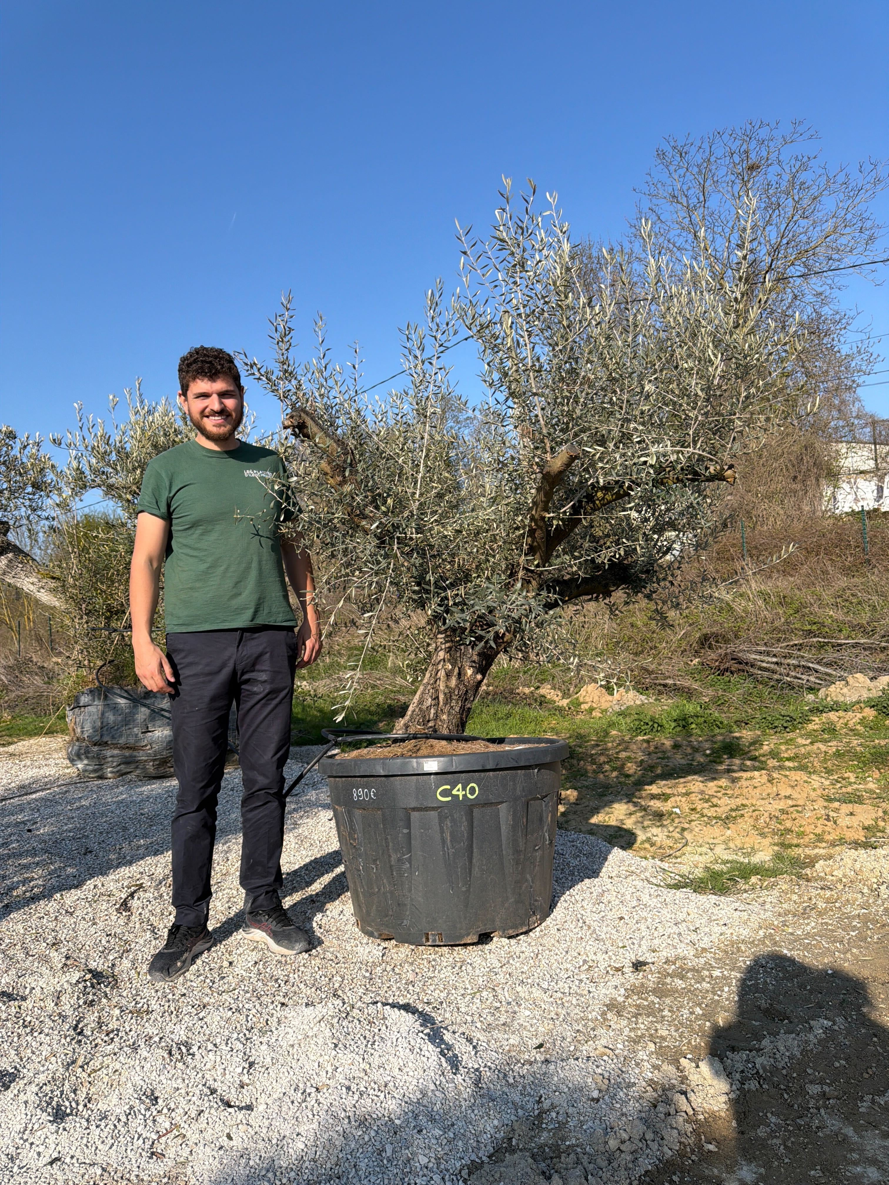 Olivier (Olea Europaea) - Image 99
