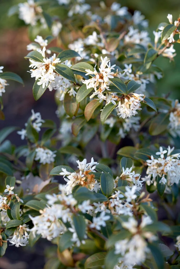 Osmanthe de Burkwood (Osmanthus Burkwoodii) - Image 3