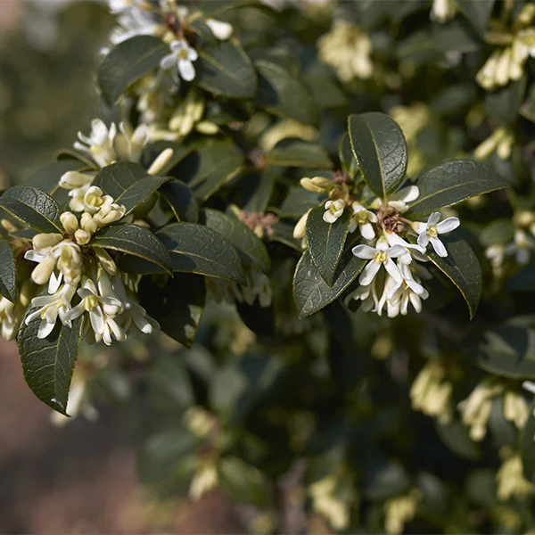 Osmanthe de Burkwood (Osmanthus Burkwoodii) - Image 5