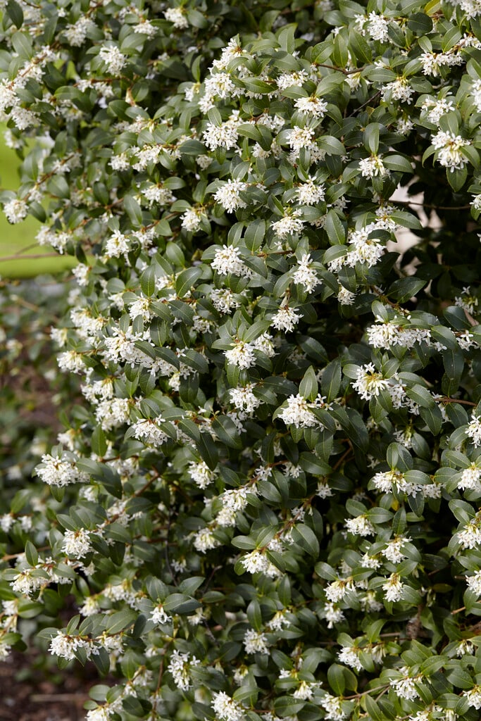 Osmanthe de Burkwood (Osmanthus Burkwoodii) - Image 6