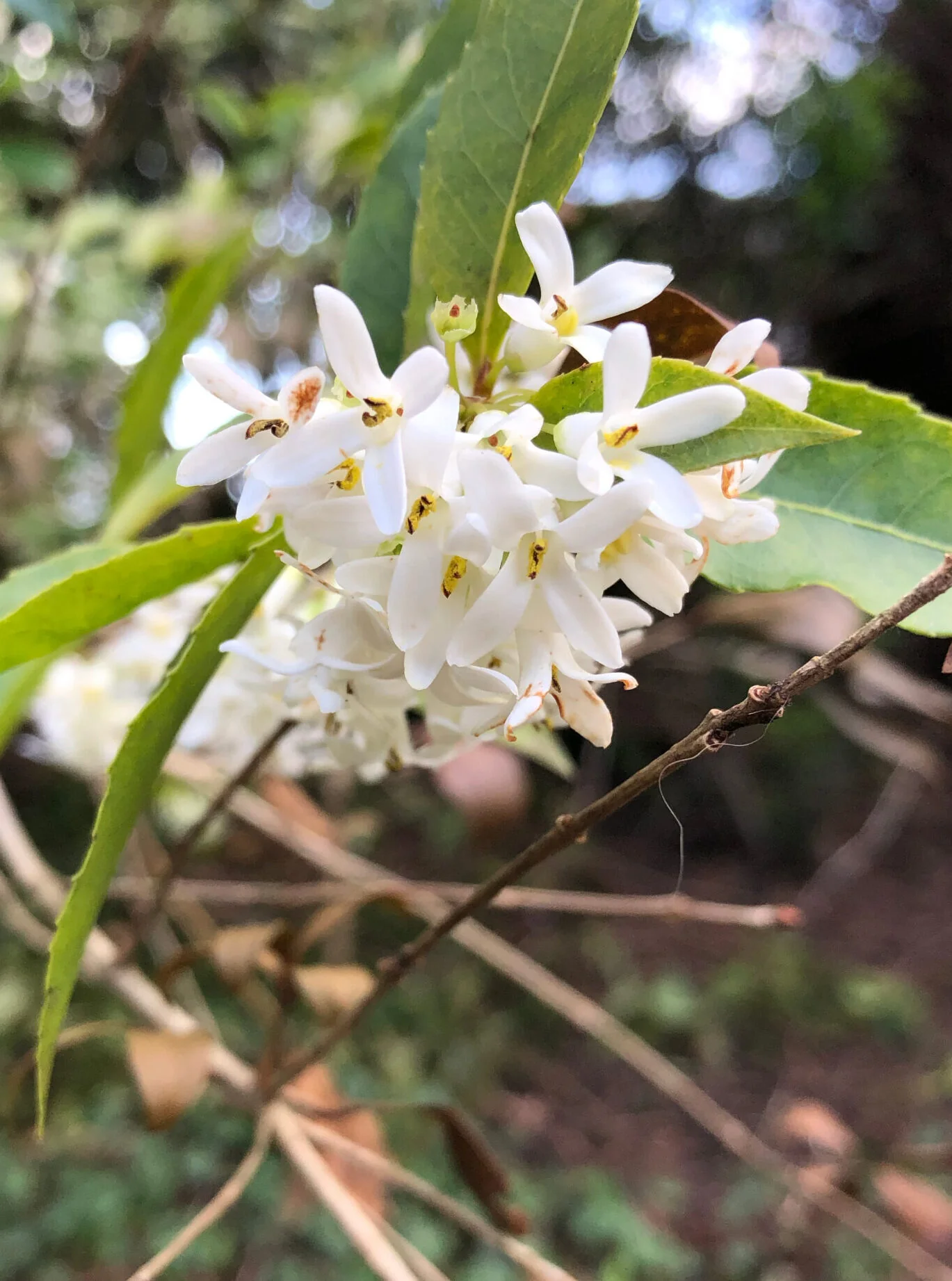 Osmanthe parfumé (Osmanthus Fragrans) - Image 10