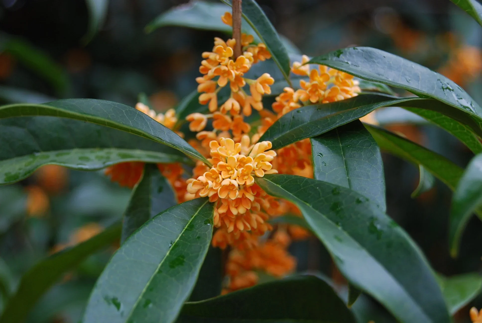 Osmanthe parfumé (Osmanthus Fragrans) - Image 3