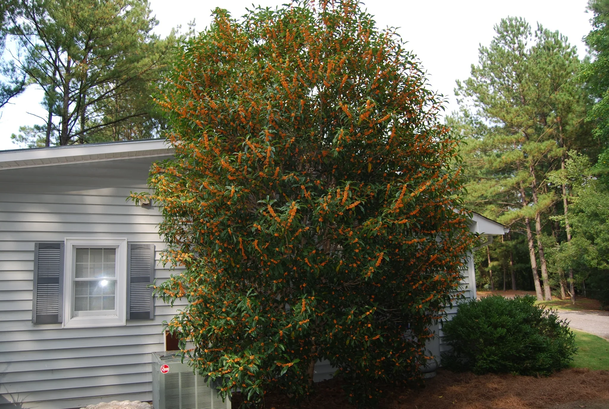 Osmanthe parfumé (Osmanthus Fragrans) - Image 5