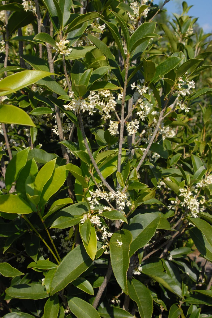 Osmanthe parfumé (Osmanthus Fragrans) - Image 6