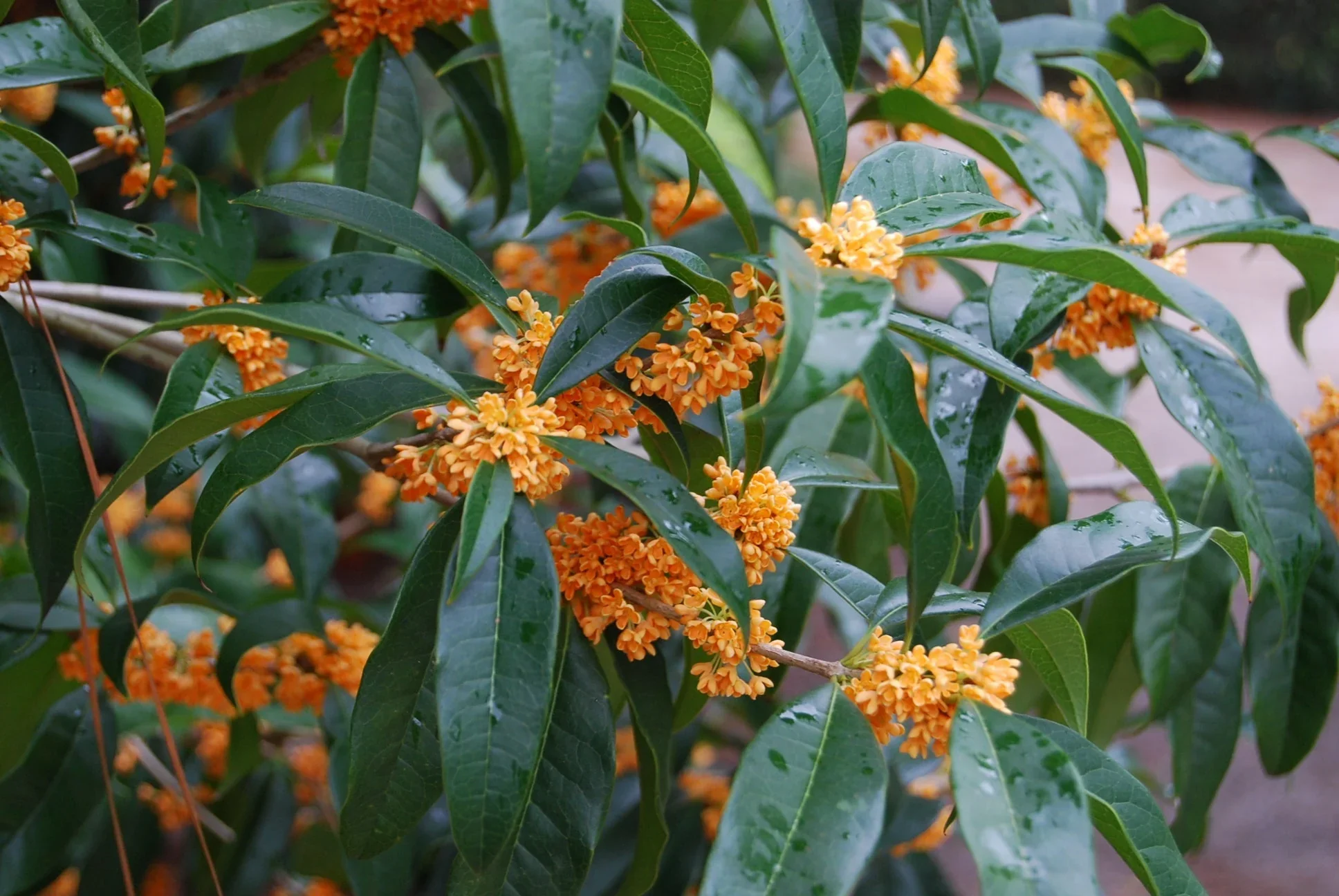 Osmanthe parfumé (Osmanthus Fragrans) - Image 7