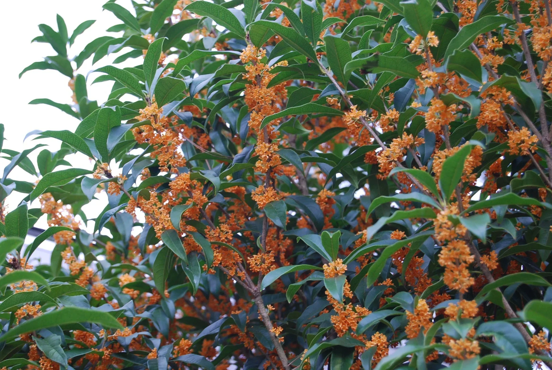 Osmanthe parfumé (Osmanthus Fragrans) - Image 8