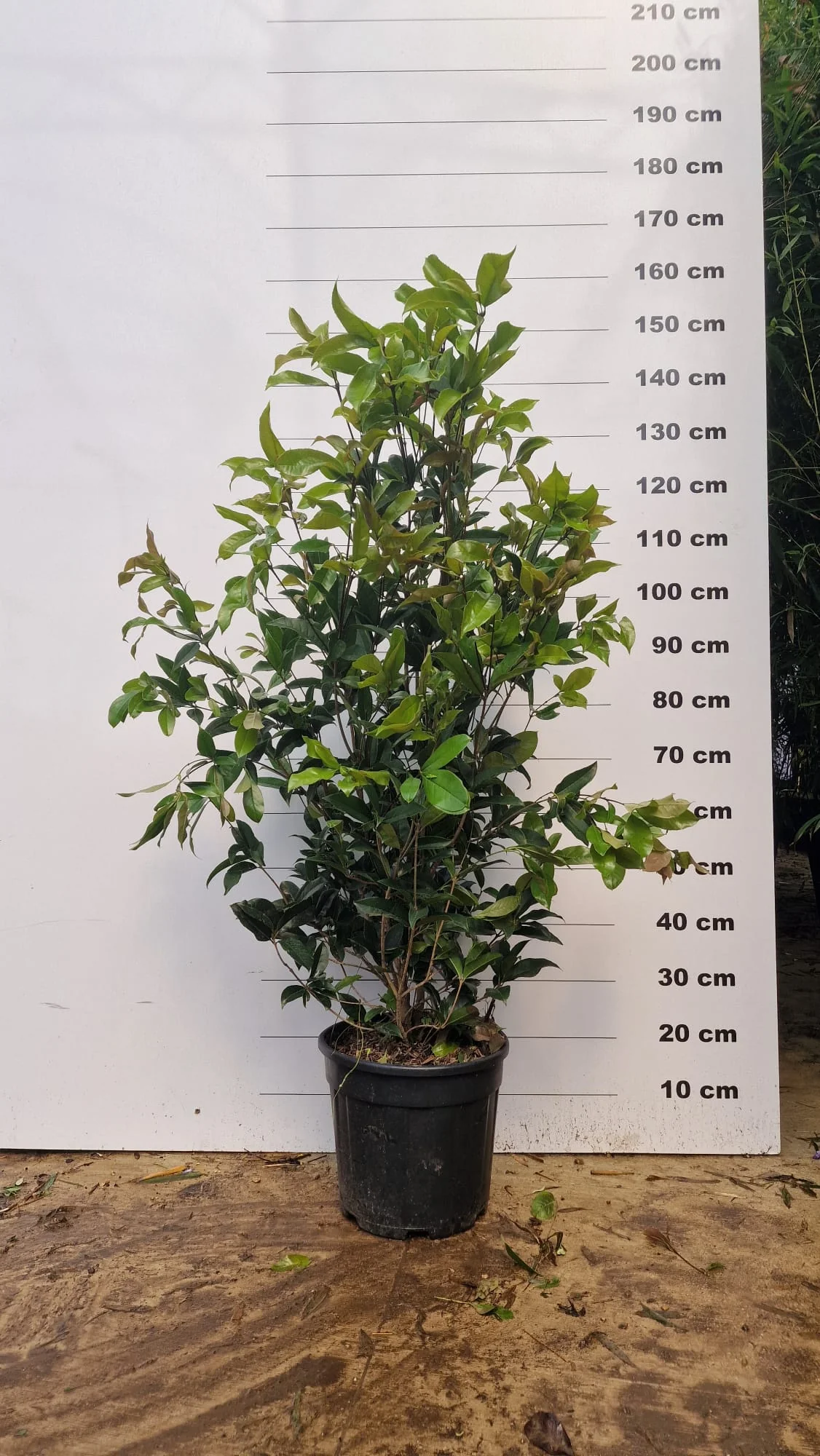 Osmanthe parfumé (Osmanthus Fragrans) - Image 9