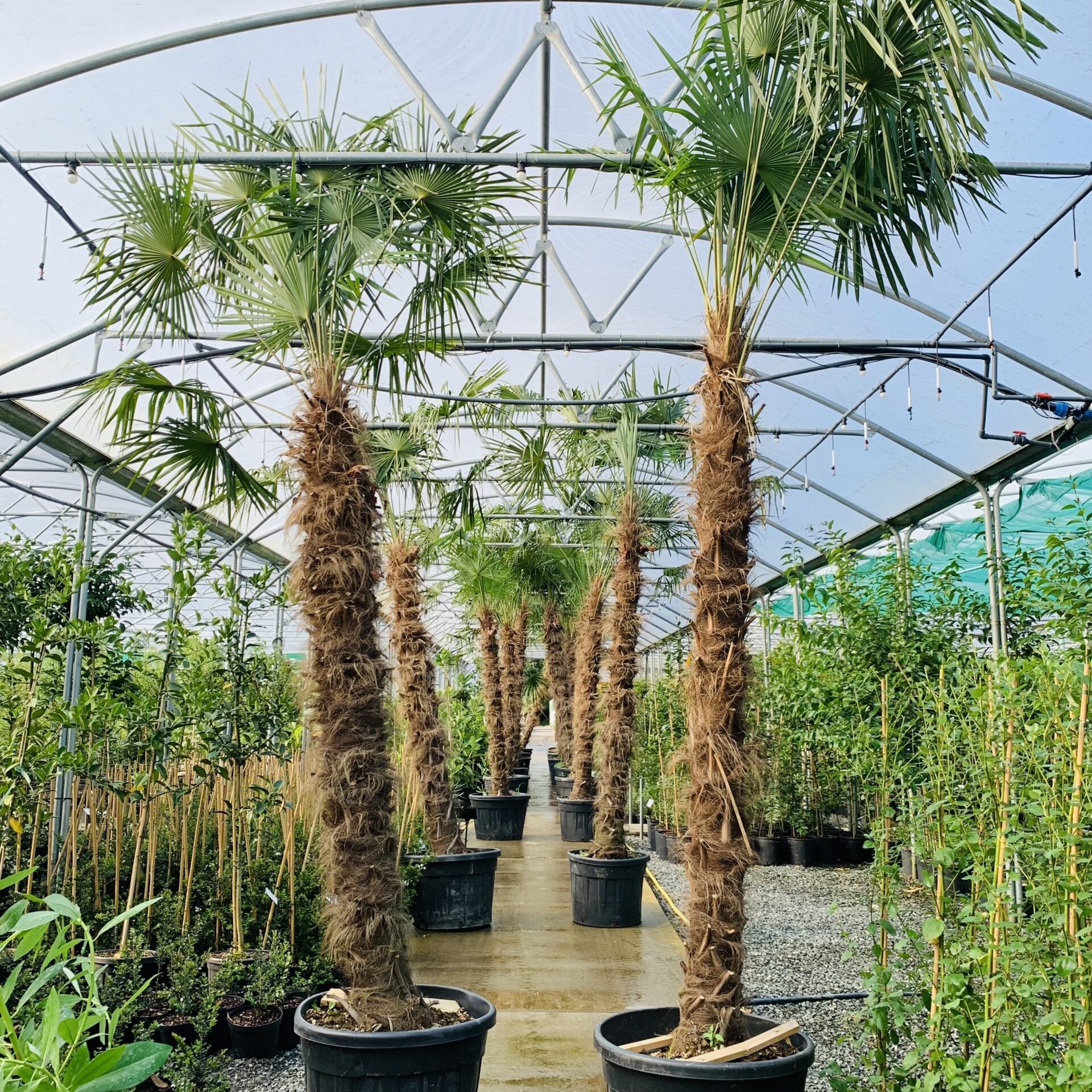 Palmier de Chine multitroncs - Image 3