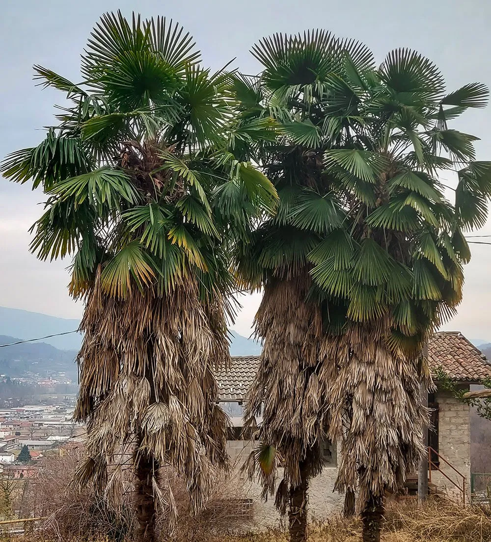 Palmier de Chine multitroncs - Image 4