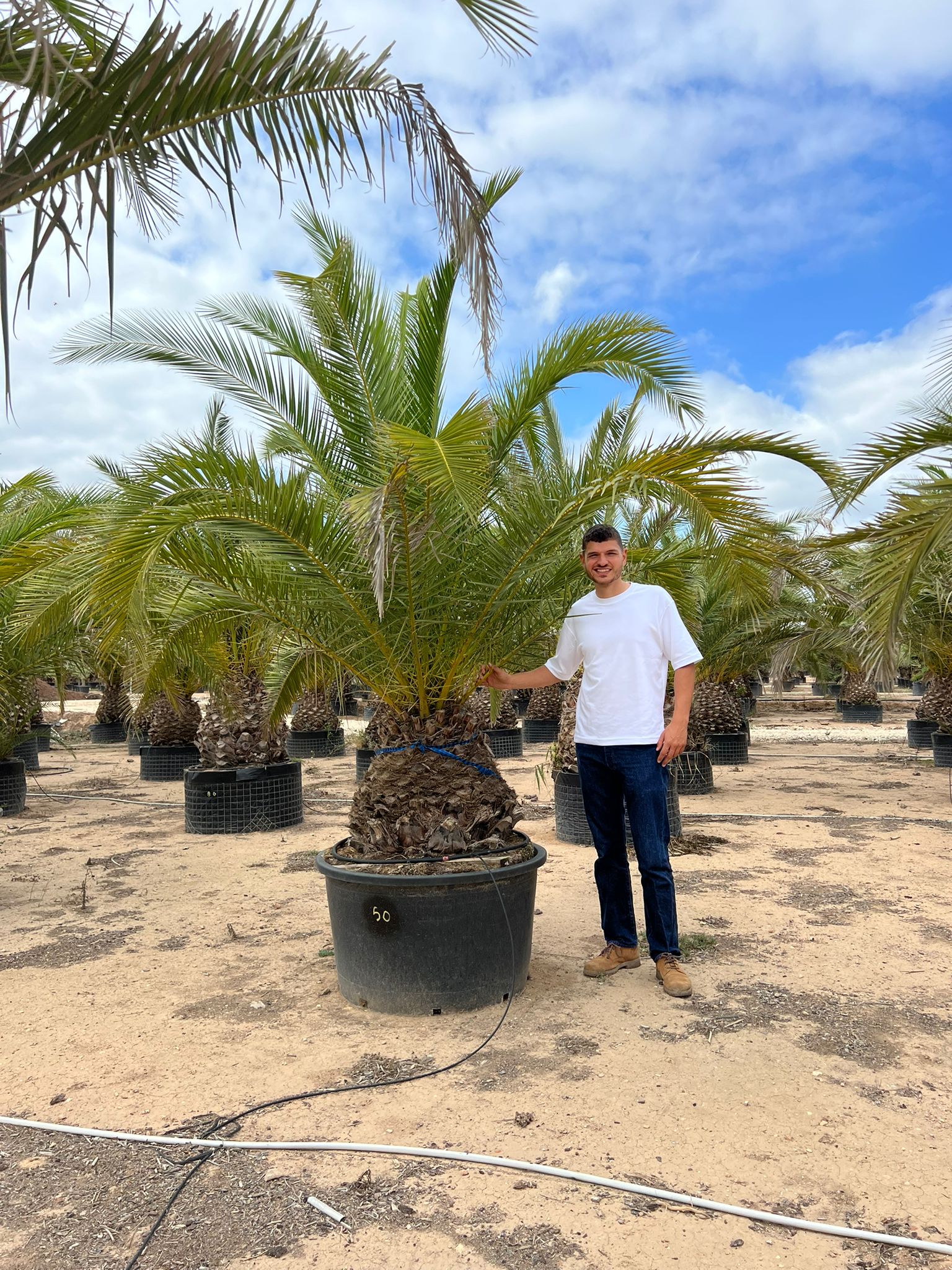 Dattier des Canaries (Palmier Phoenix Canariensis) - Image 10