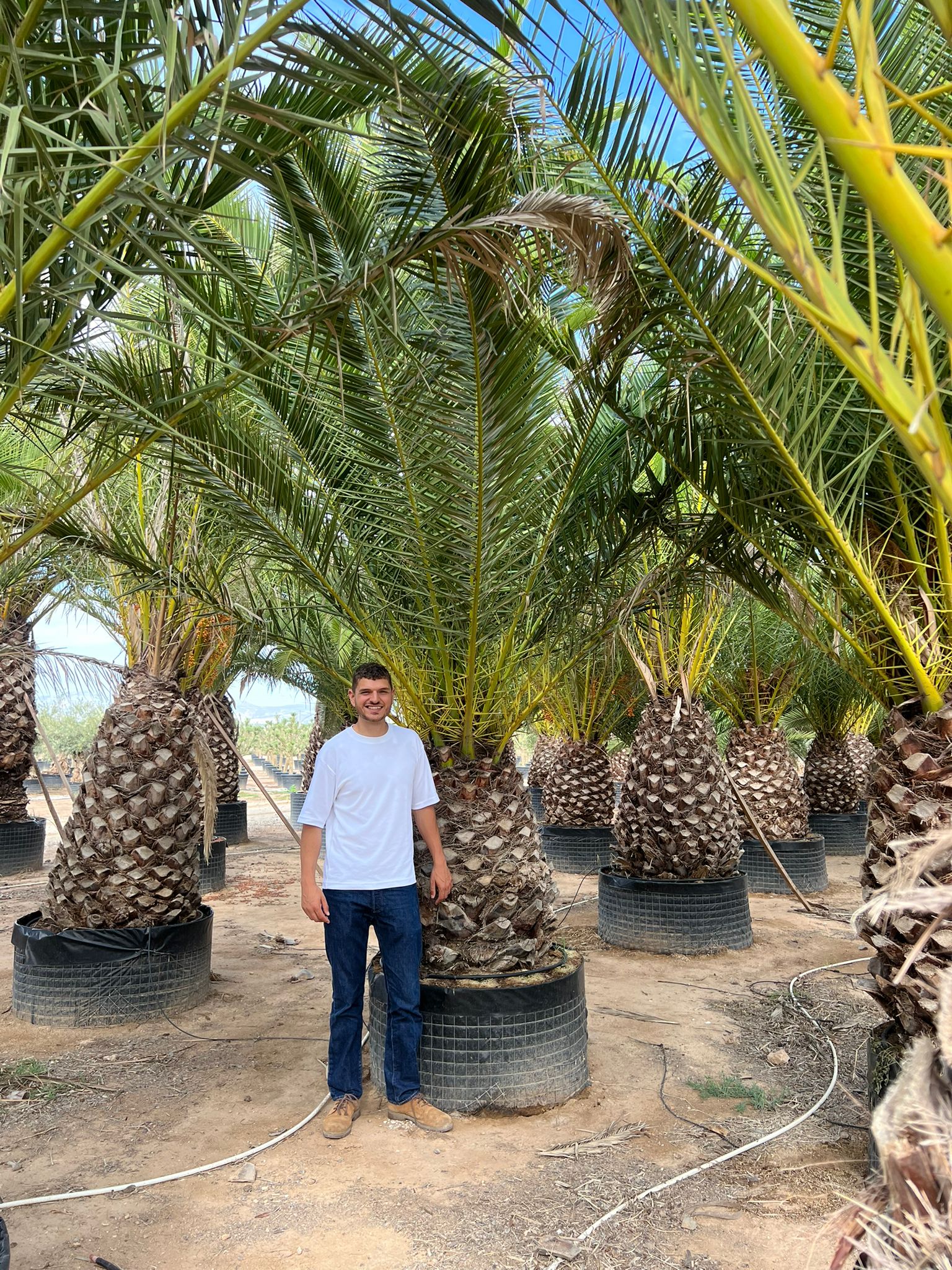 Dattier des Canaries (Palmier Phoenix Canariensis) - Image 11