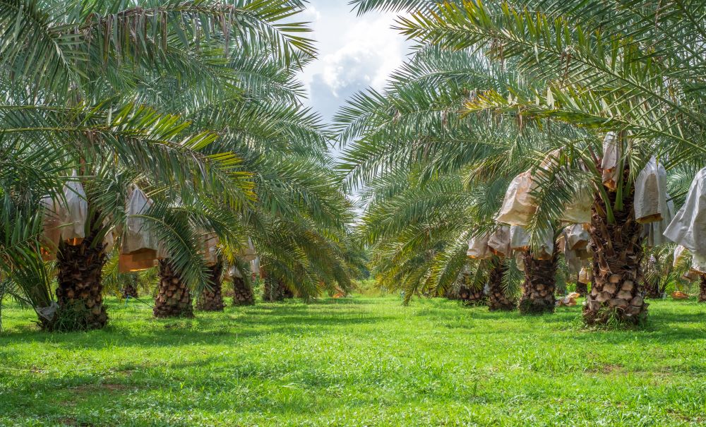 Dattier des Canaries (Palmier Phoenix Canariensis) - Image 3