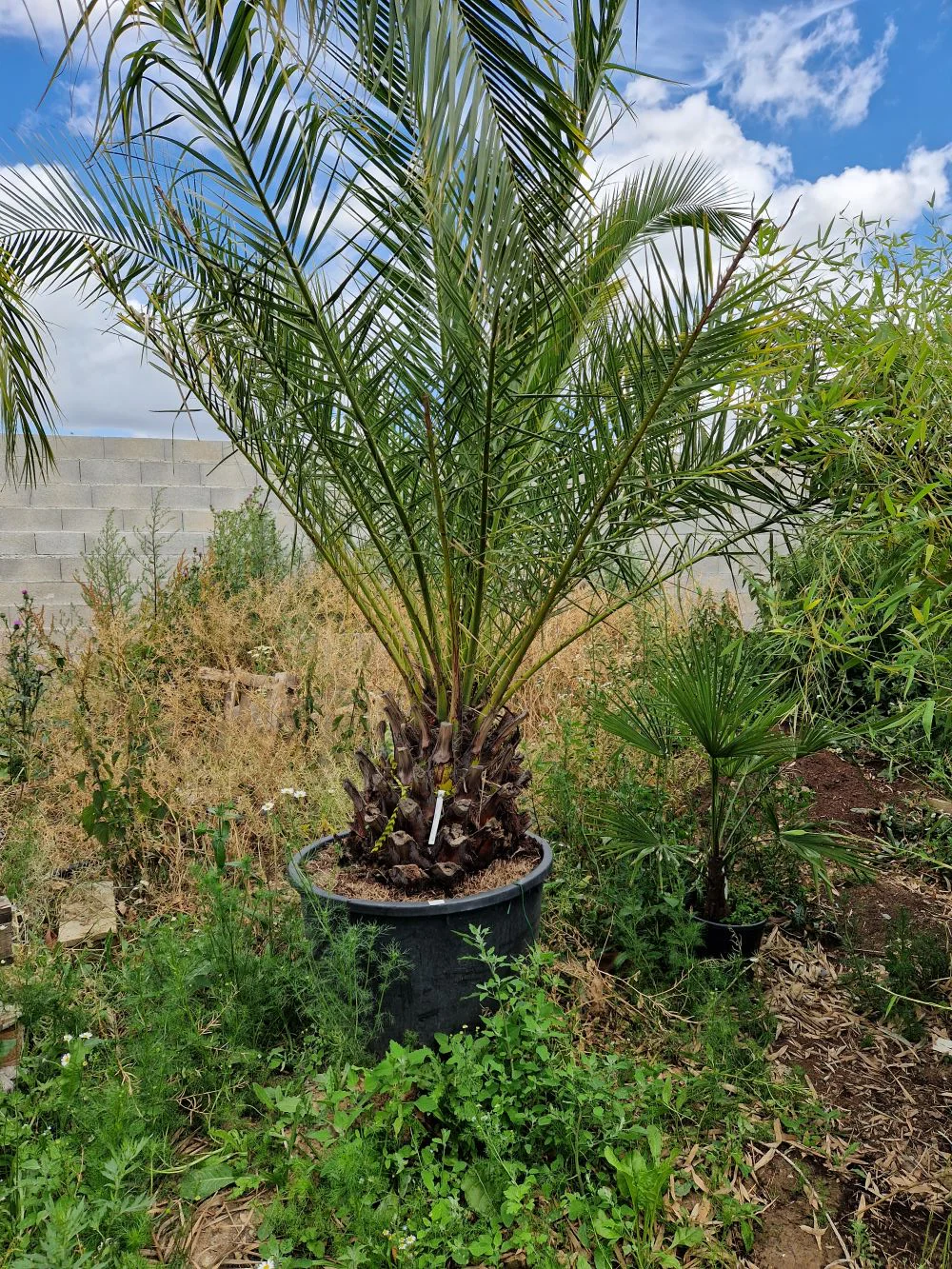 Dattier des Canaries (Palmier Phoenix Canariensis) - Image 4