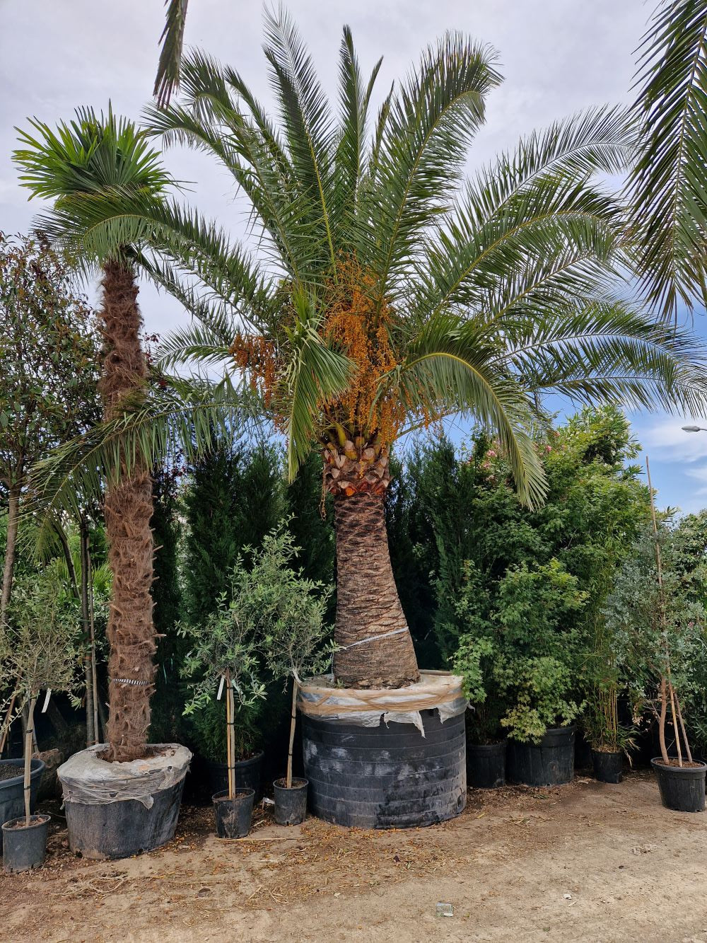 Dattier des Canaries (Palmier Phoenix Canariensis) - Image 5