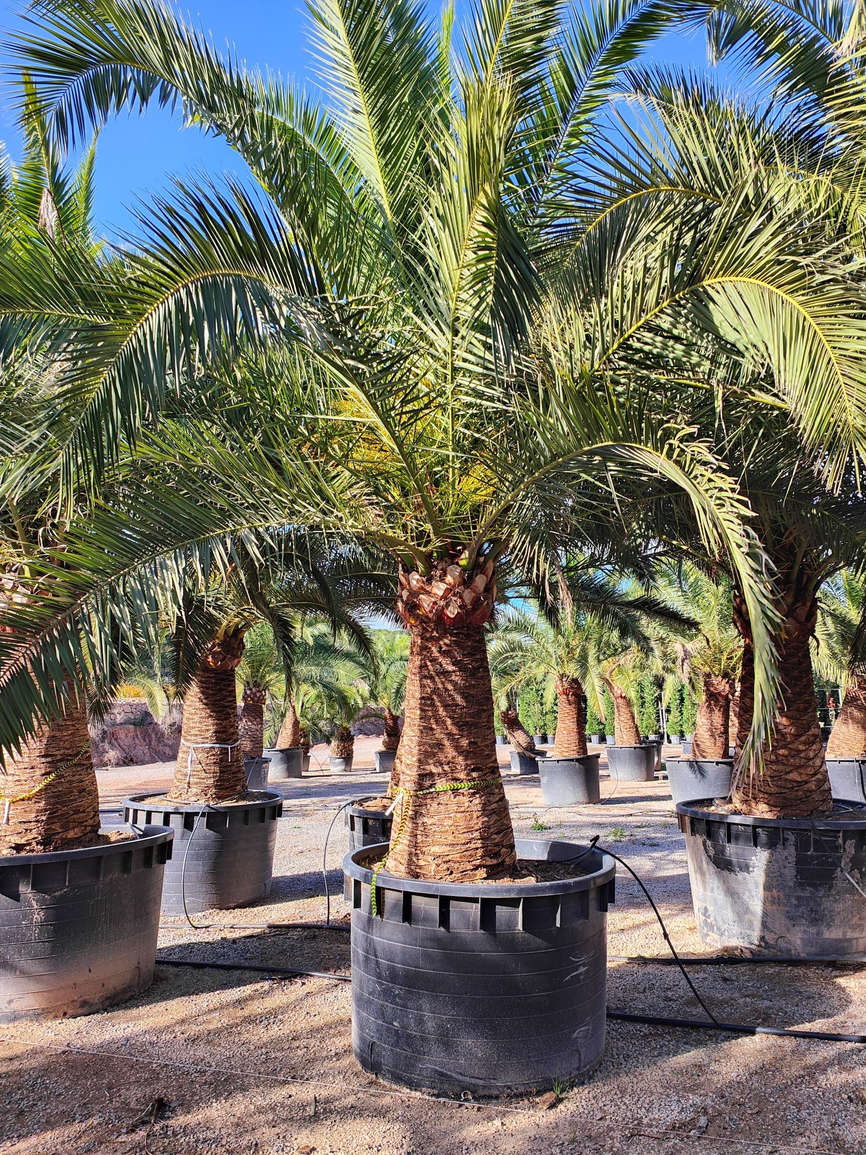 Dattier des Canaries (Palmier Phoenix Canariensis) - Image 6