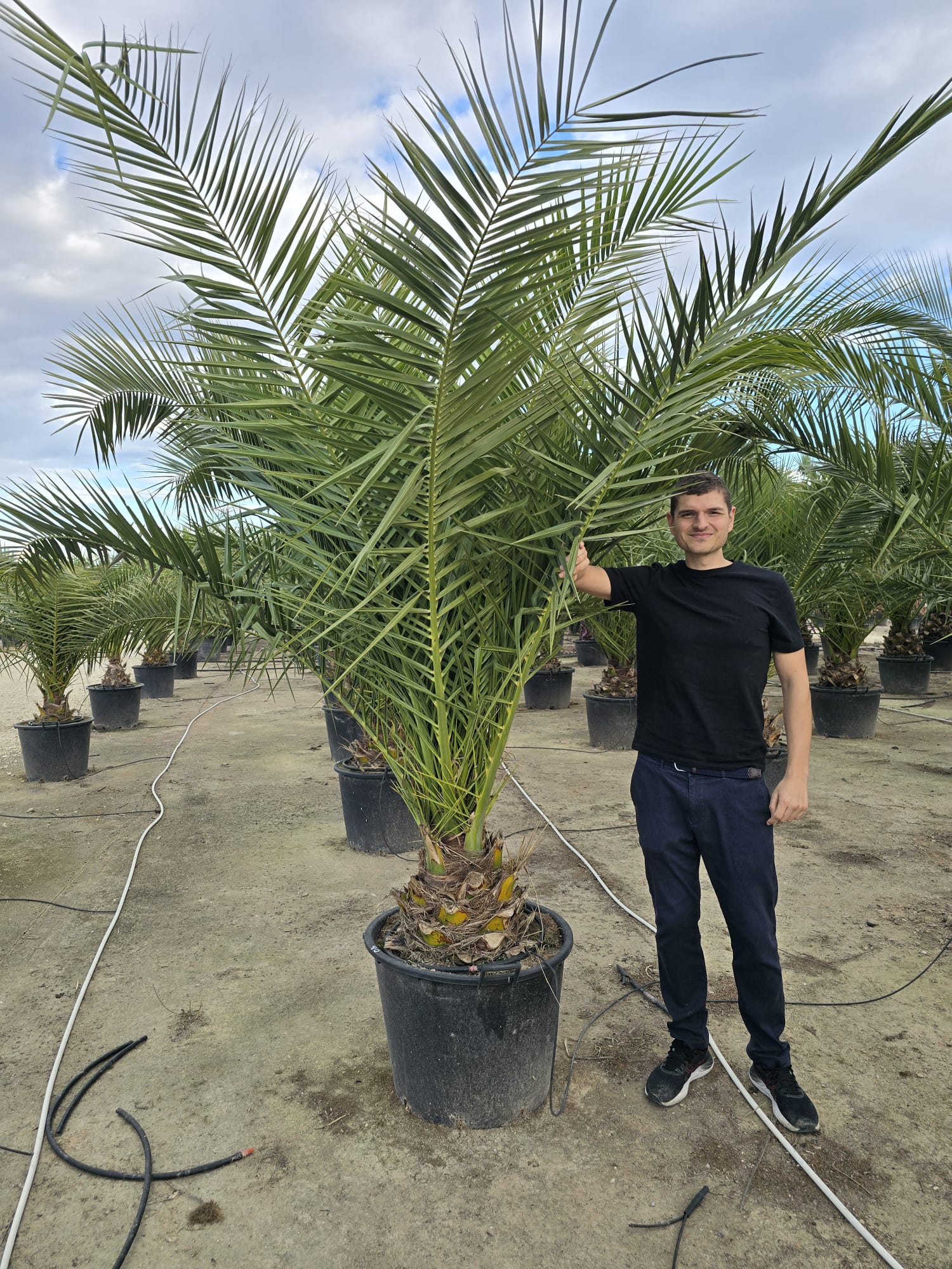 Dattier des Canaries (Palmier Phoenix Canariensis) - Image 7