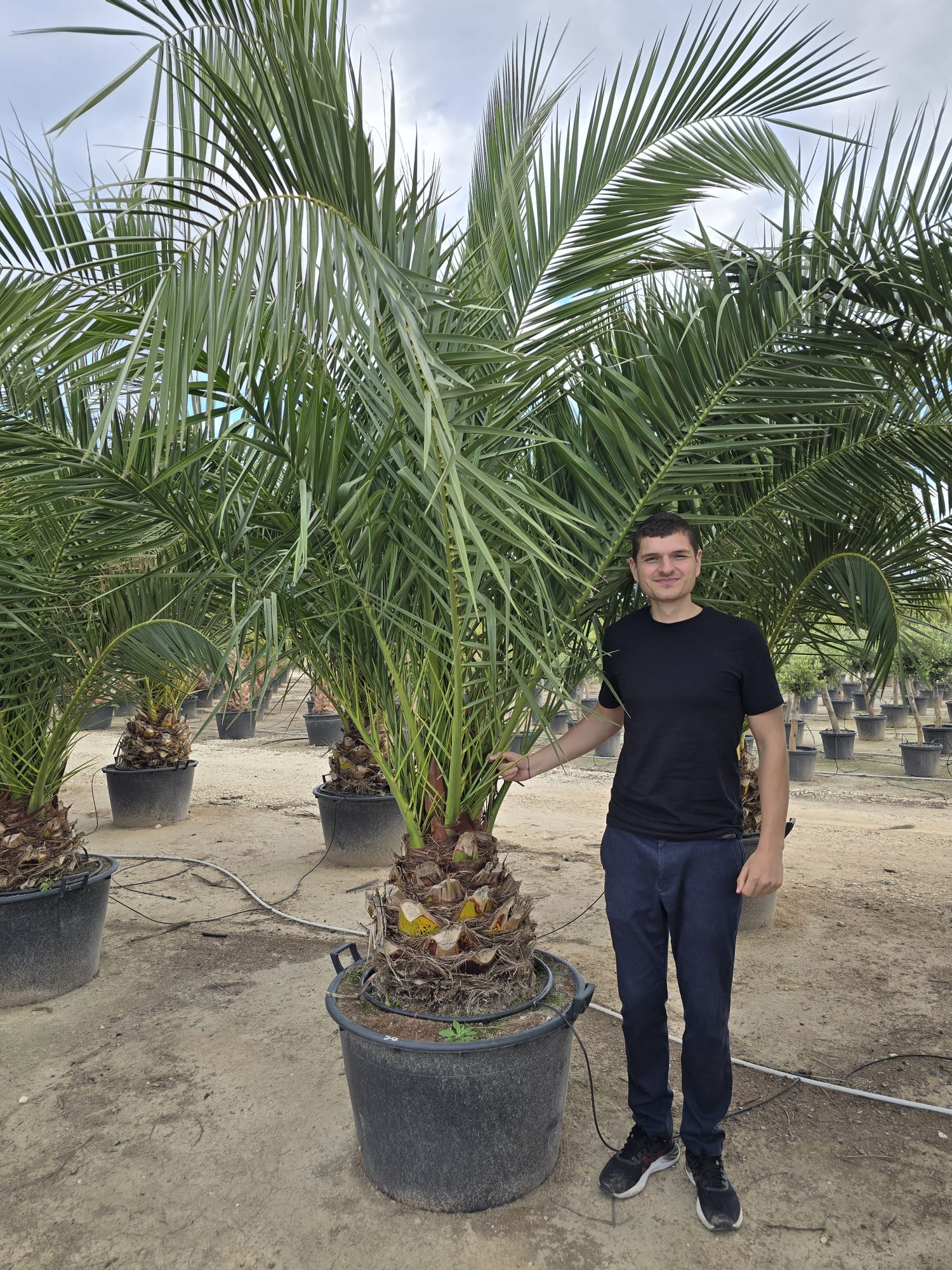 Dattier des Canaries (Palmier Phoenix Canariensis) - Image 8