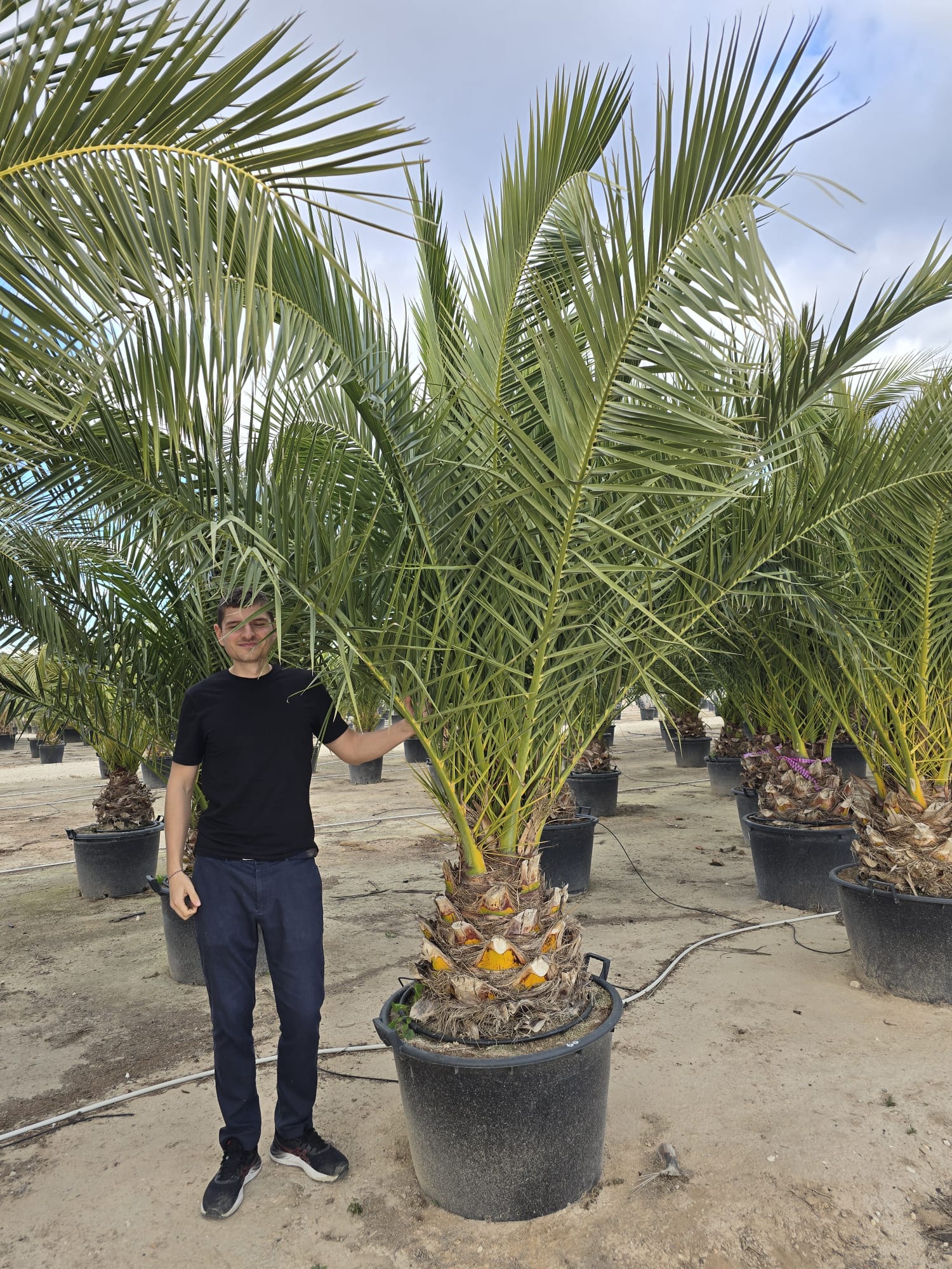 Dattier des Canaries (Palmier Phoenix Canariensis) - Image 9