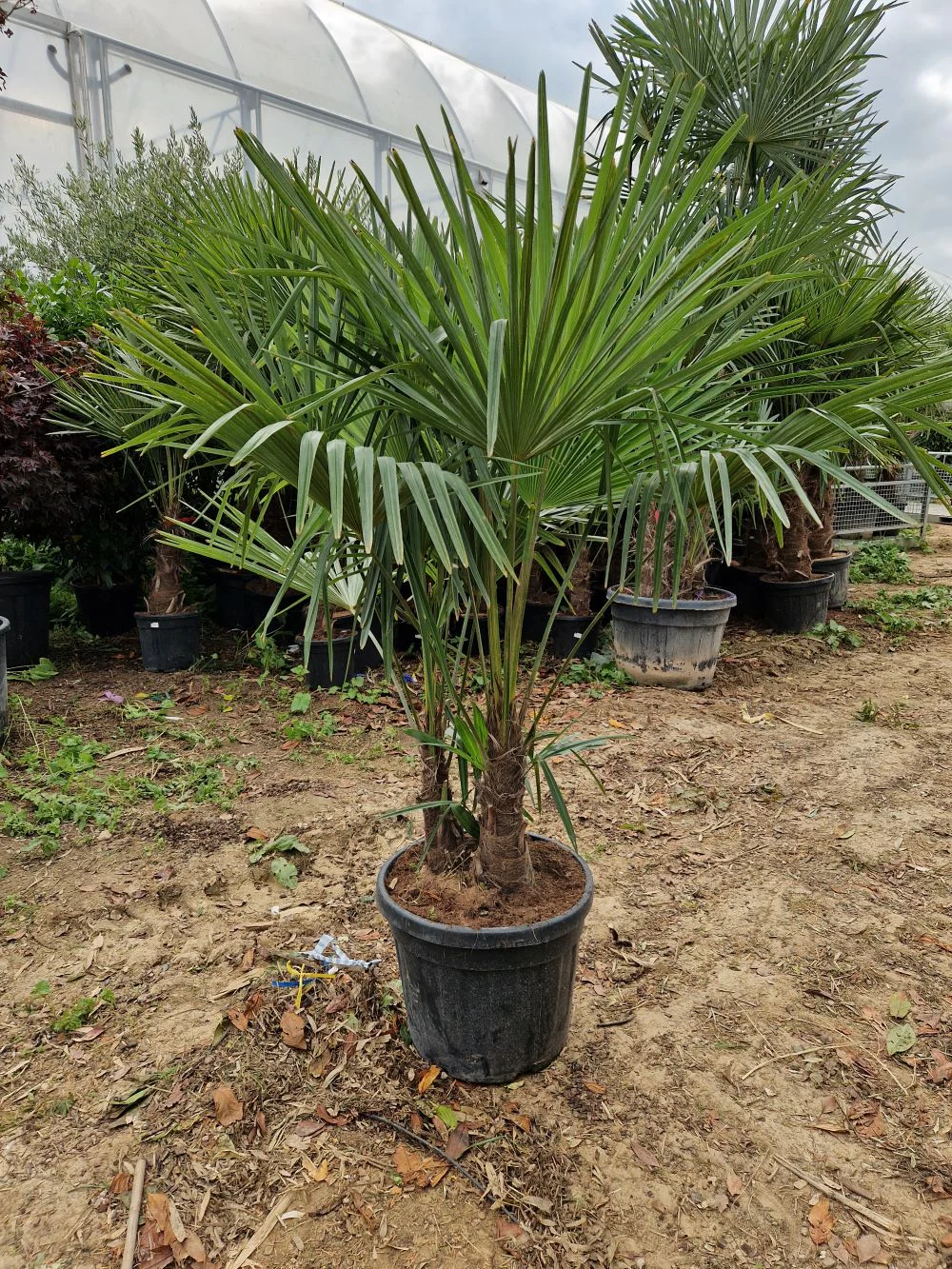 Palmier de Chine (Trachycarpus Fortunei) - Image 10