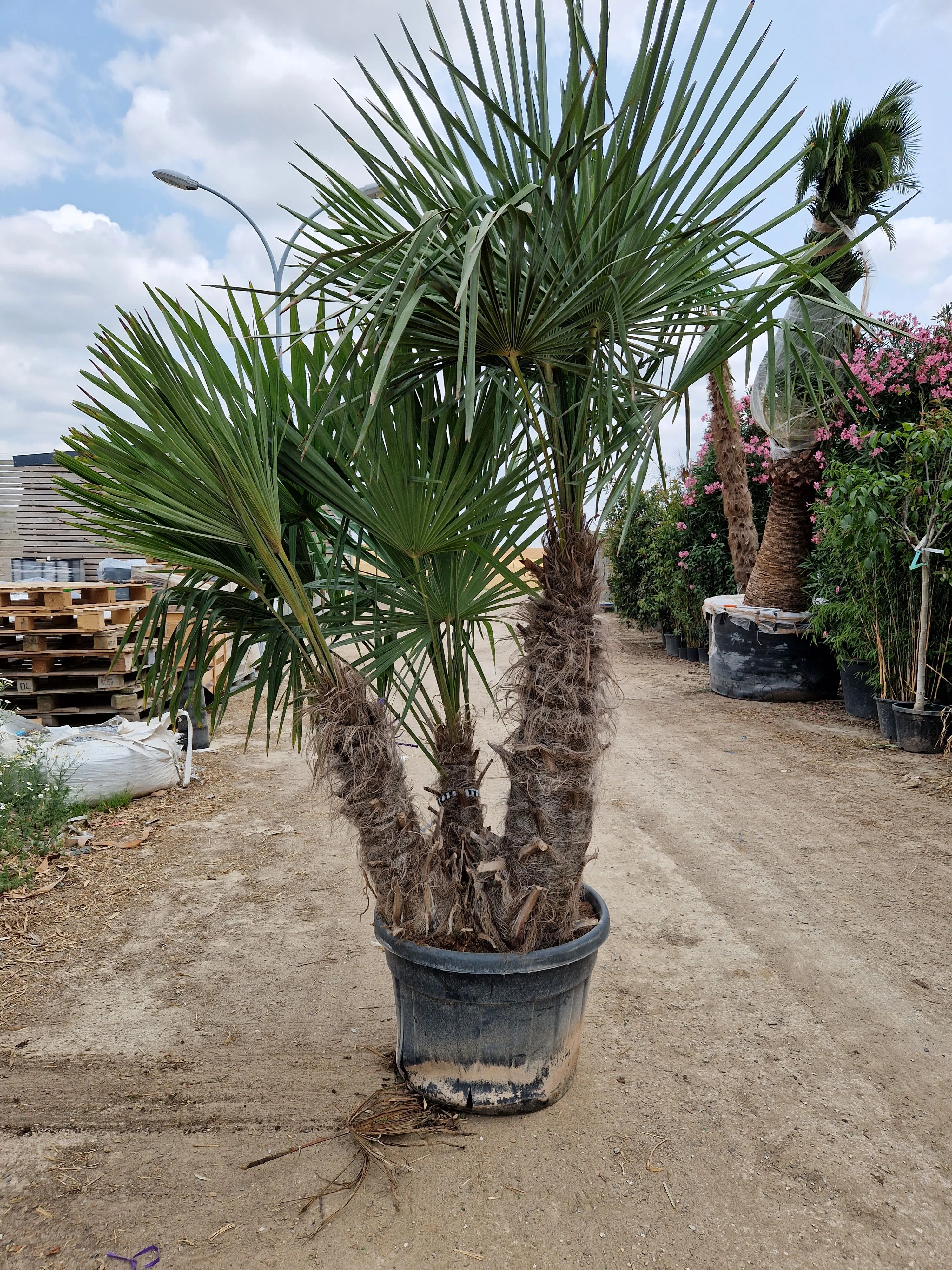 Palmier de Chine (Trachycarpus Fortunei) - Image 11