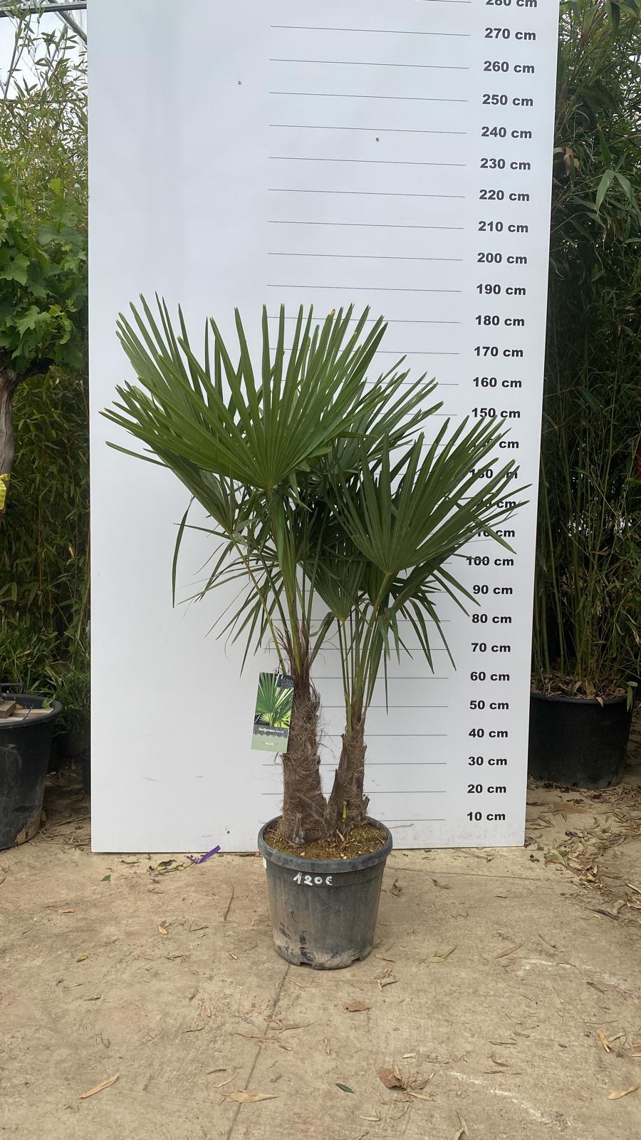 Palmier de Chine (Trachycarpus Fortunei) - Image 14