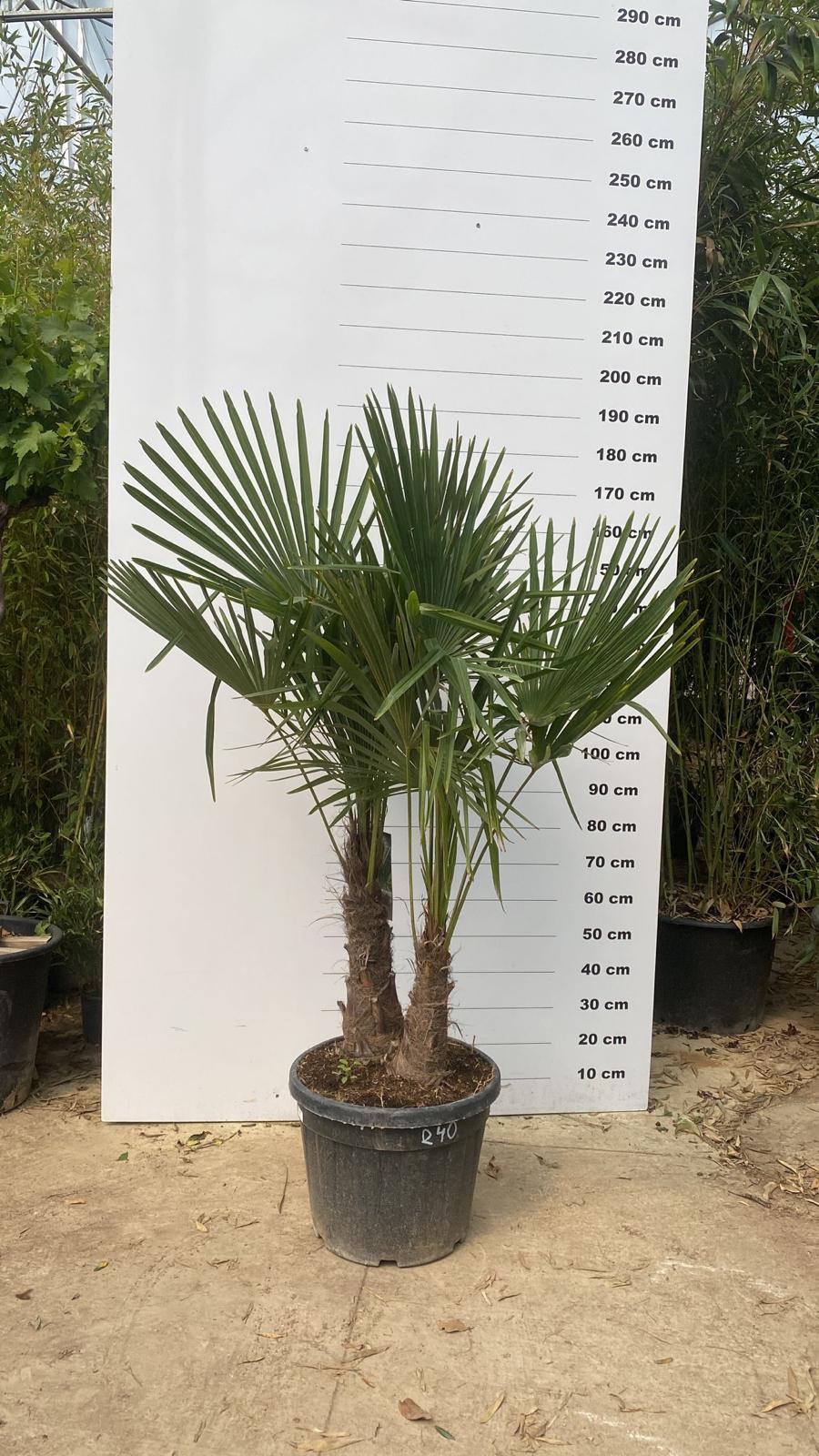 Palmier de Chine (Trachycarpus Fortunei) - Image 15