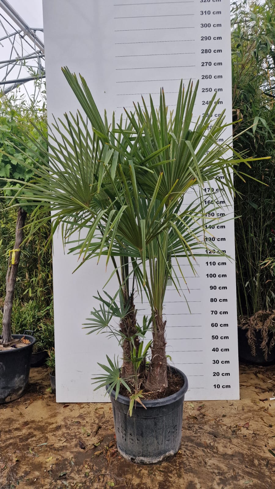 Palmier de Chine (Trachycarpus Fortunei) - Image 16