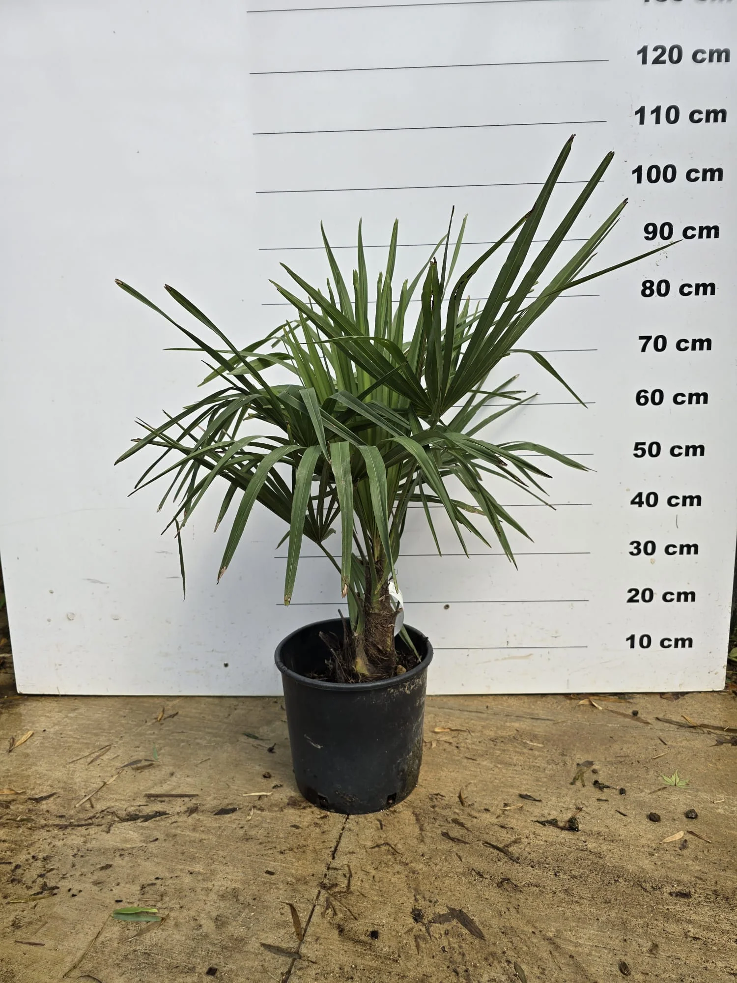 Palmier de Chine (Trachycarpus Fortunei) - Image 17