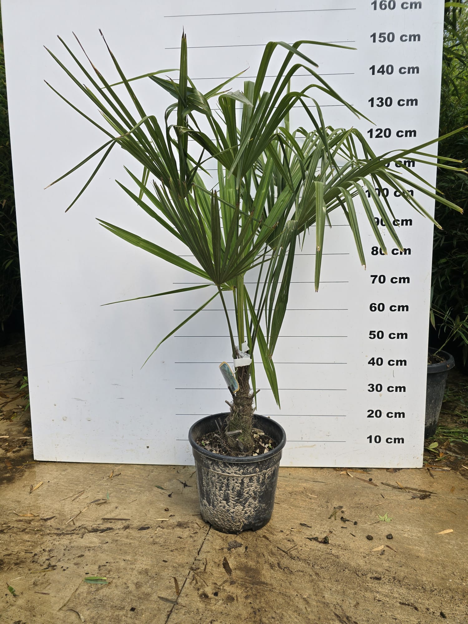 Palmier de Chine (Trachycarpus Fortunei) - Image 18