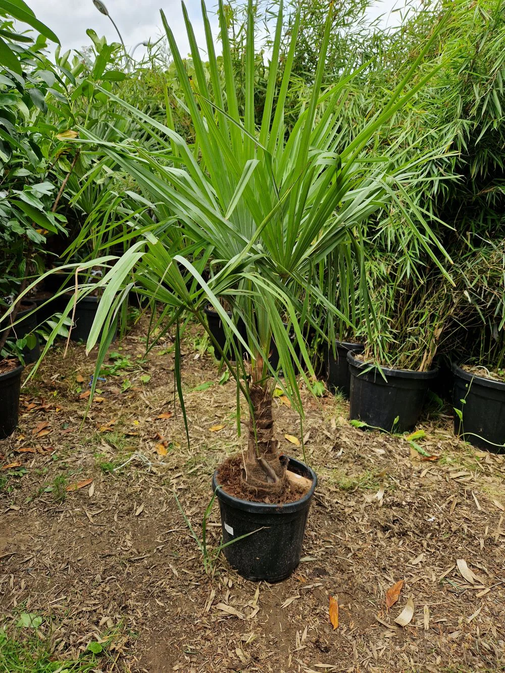 Palmier de Chine (Trachycarpus Fortunei) - Image 3