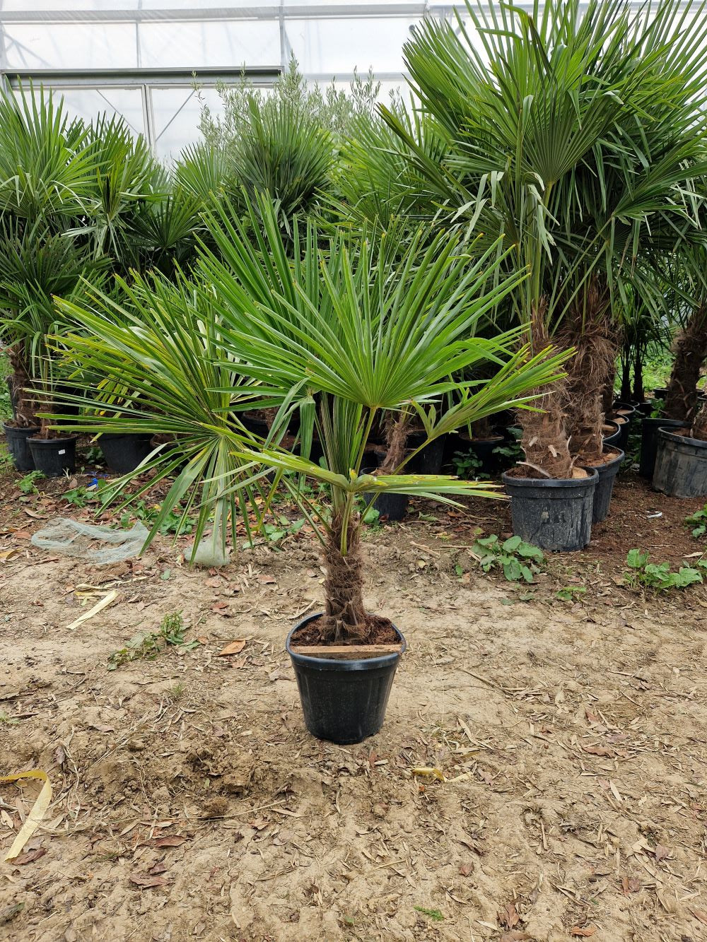 Palmier de Chine (Trachycarpus Fortunei) - Image 4