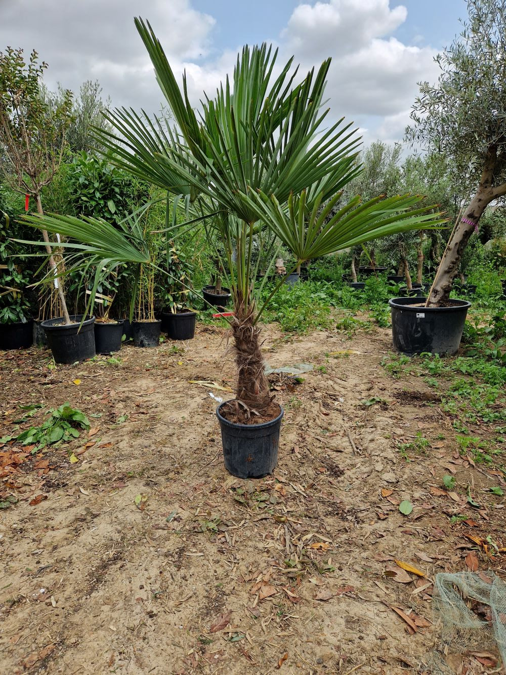 Palmier de Chine (Trachycarpus Fortunei) - Image 5