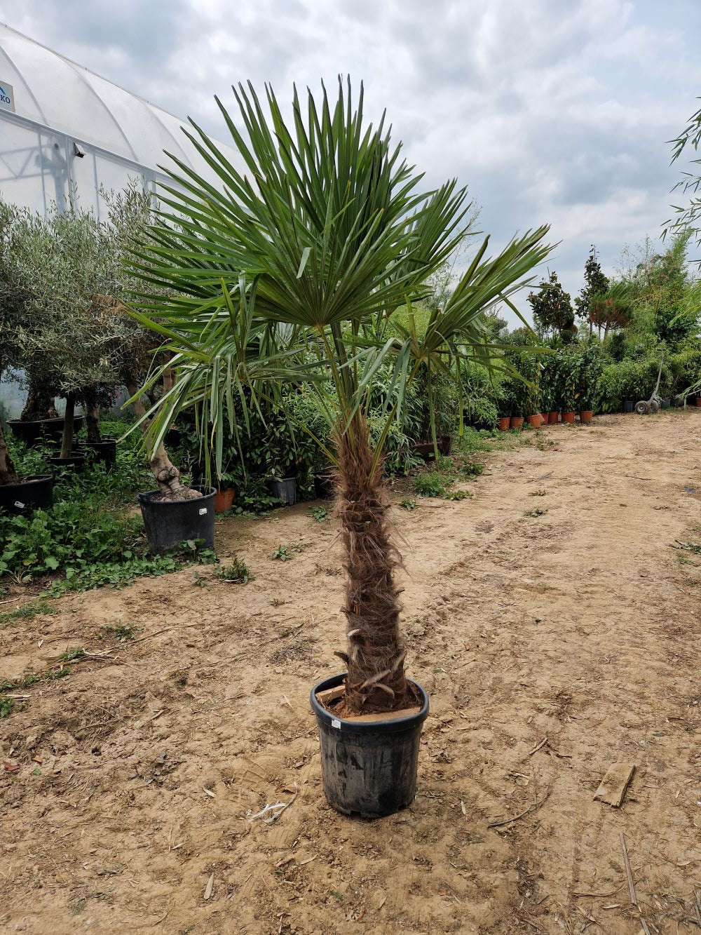 Palmier de Chine (Trachycarpus Fortunei) - Image 6
