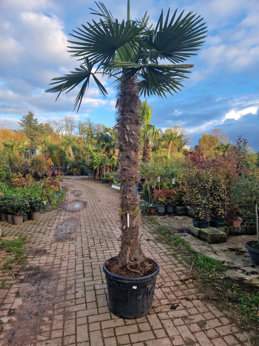 Palmier de Chine (Trachycarpus Fortunei) - Image 7