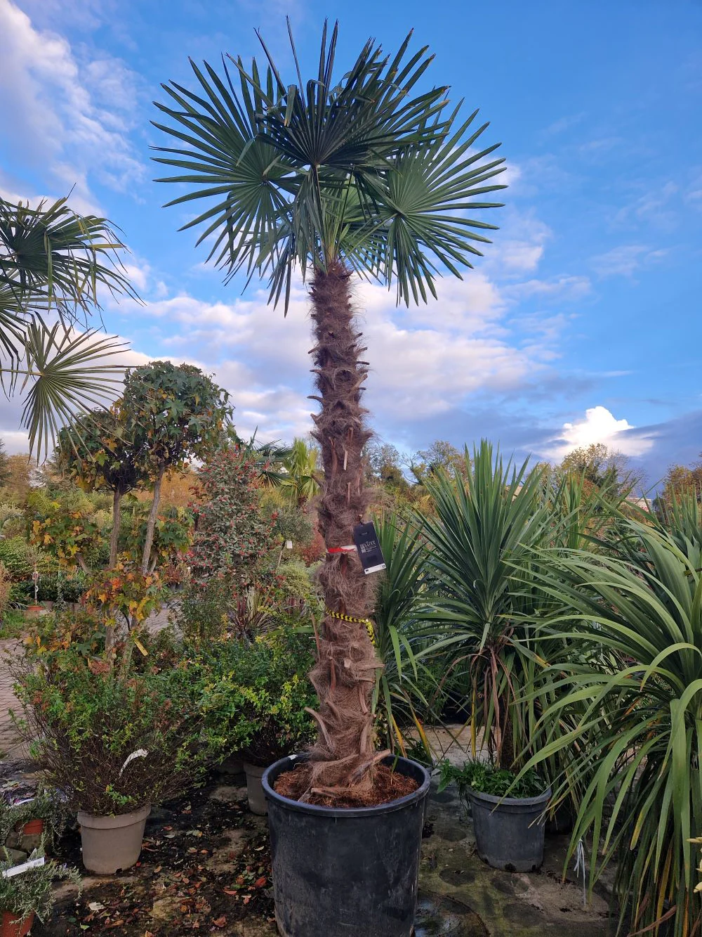 Palmier de Chine (Trachycarpus Fortunei) - Image 8