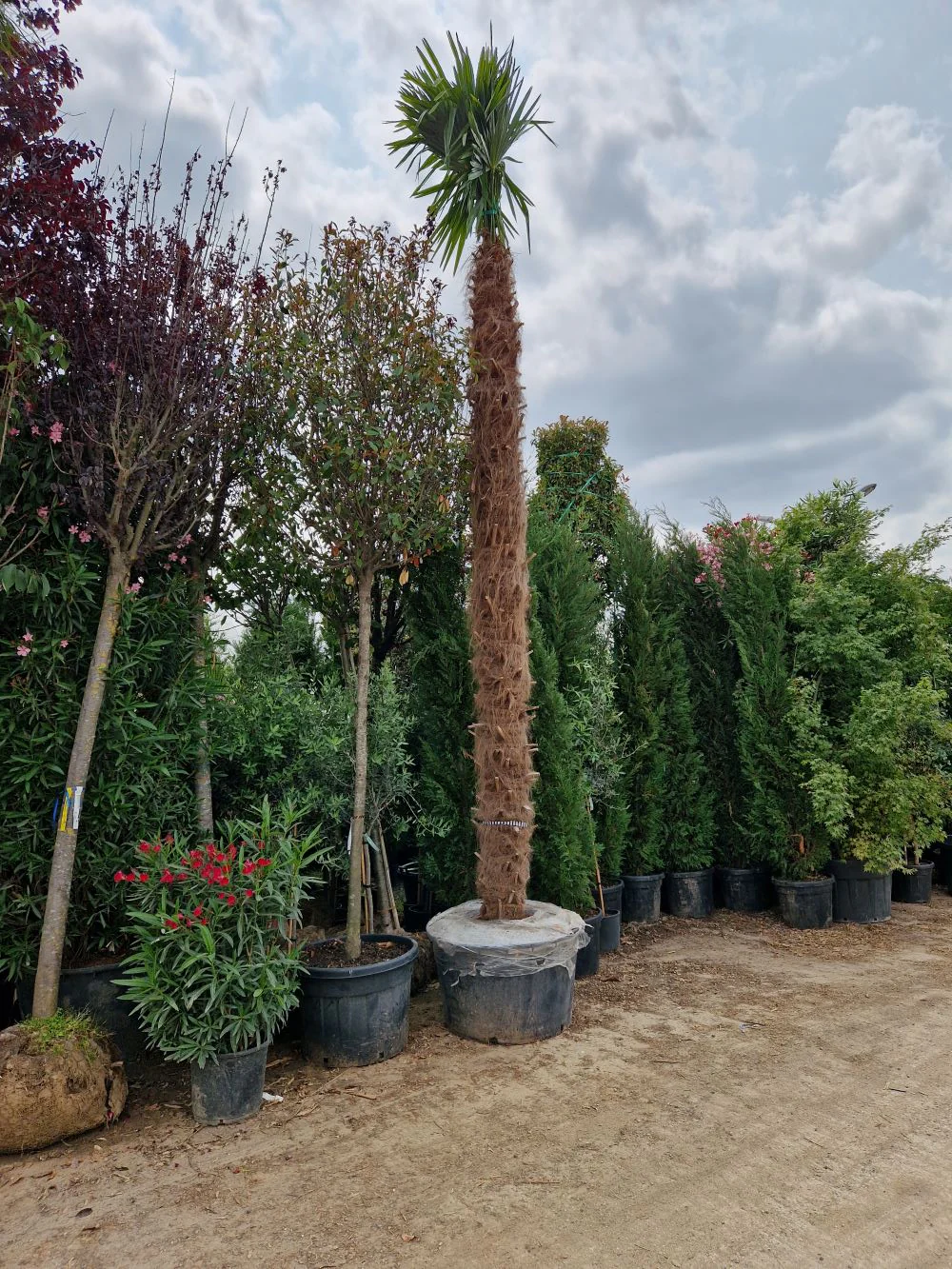 Palmier de Chine (Trachycarpus Fortunei) - Image 9