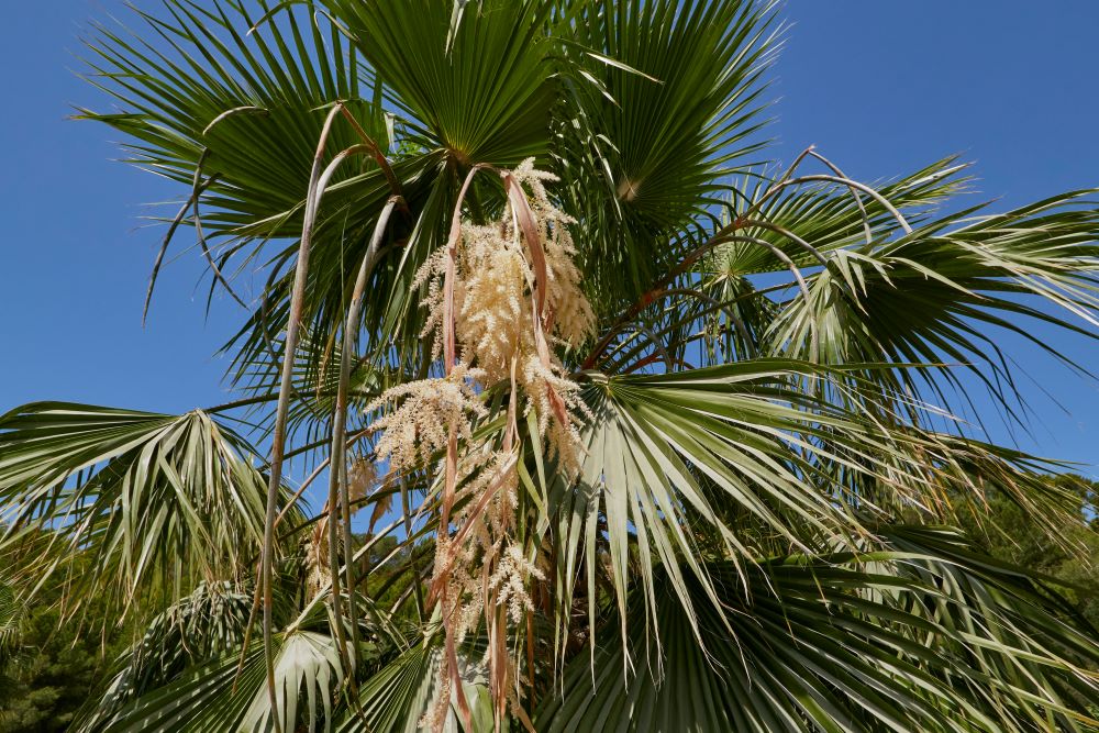 Palmier du Mexique (Washingtonia Robusta) - Image 3