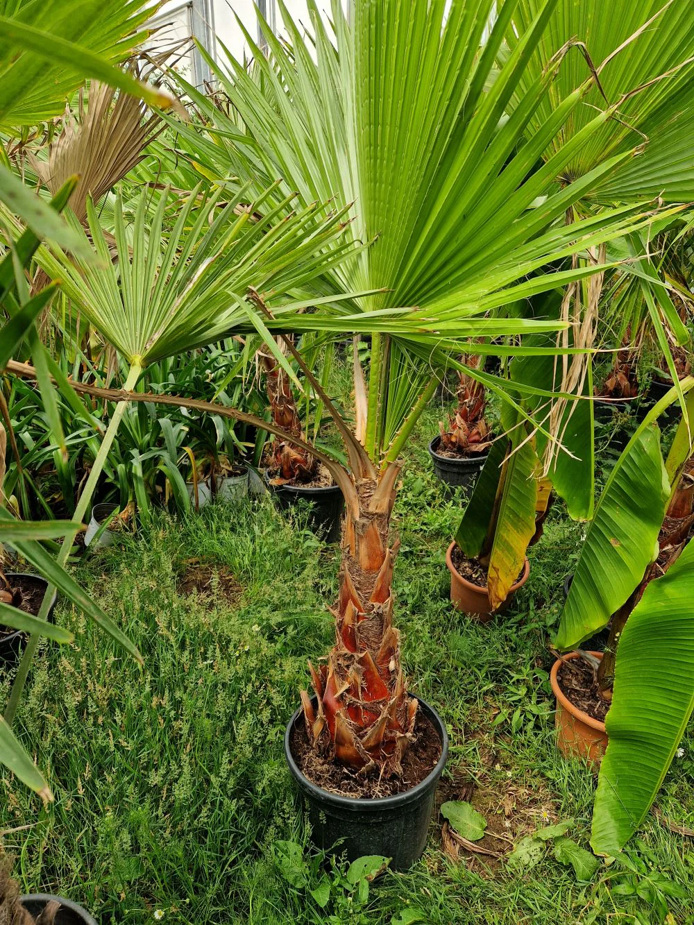 Palmier du Mexique (Washingtonia Robusta) - Image 4