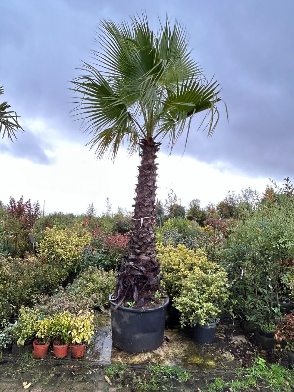 Palmier du Mexique (Washingtonia Robusta) - Image 5