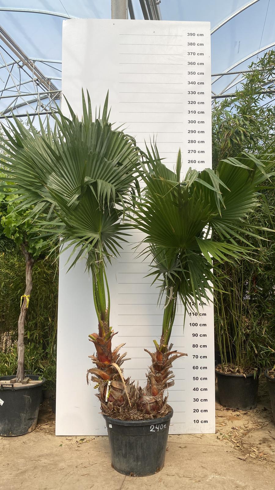Palmier du Mexique (Washingtonia Robusta) - Image 6