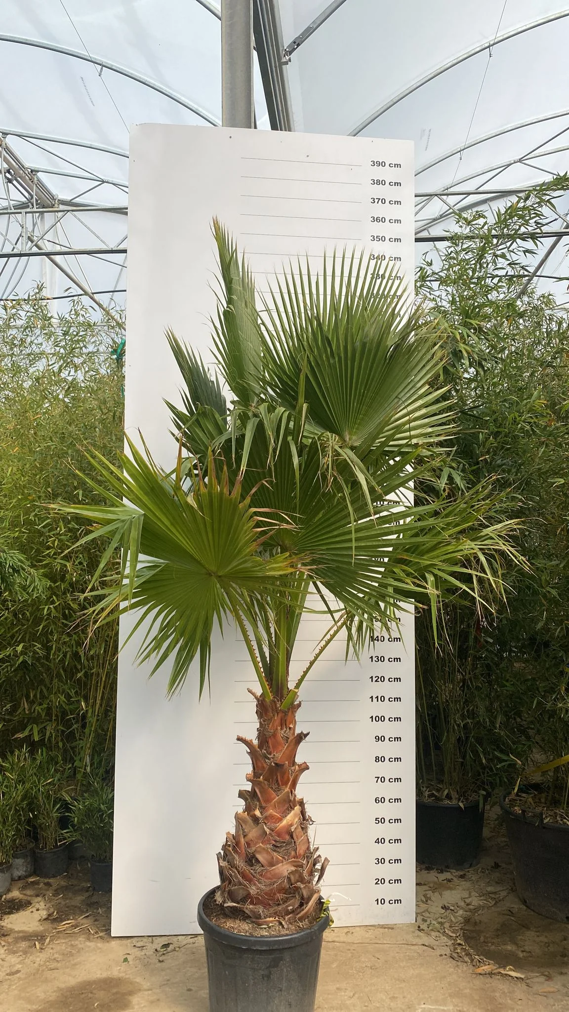 Palmier du Mexique (Washingtonia Robusta) - Image 7