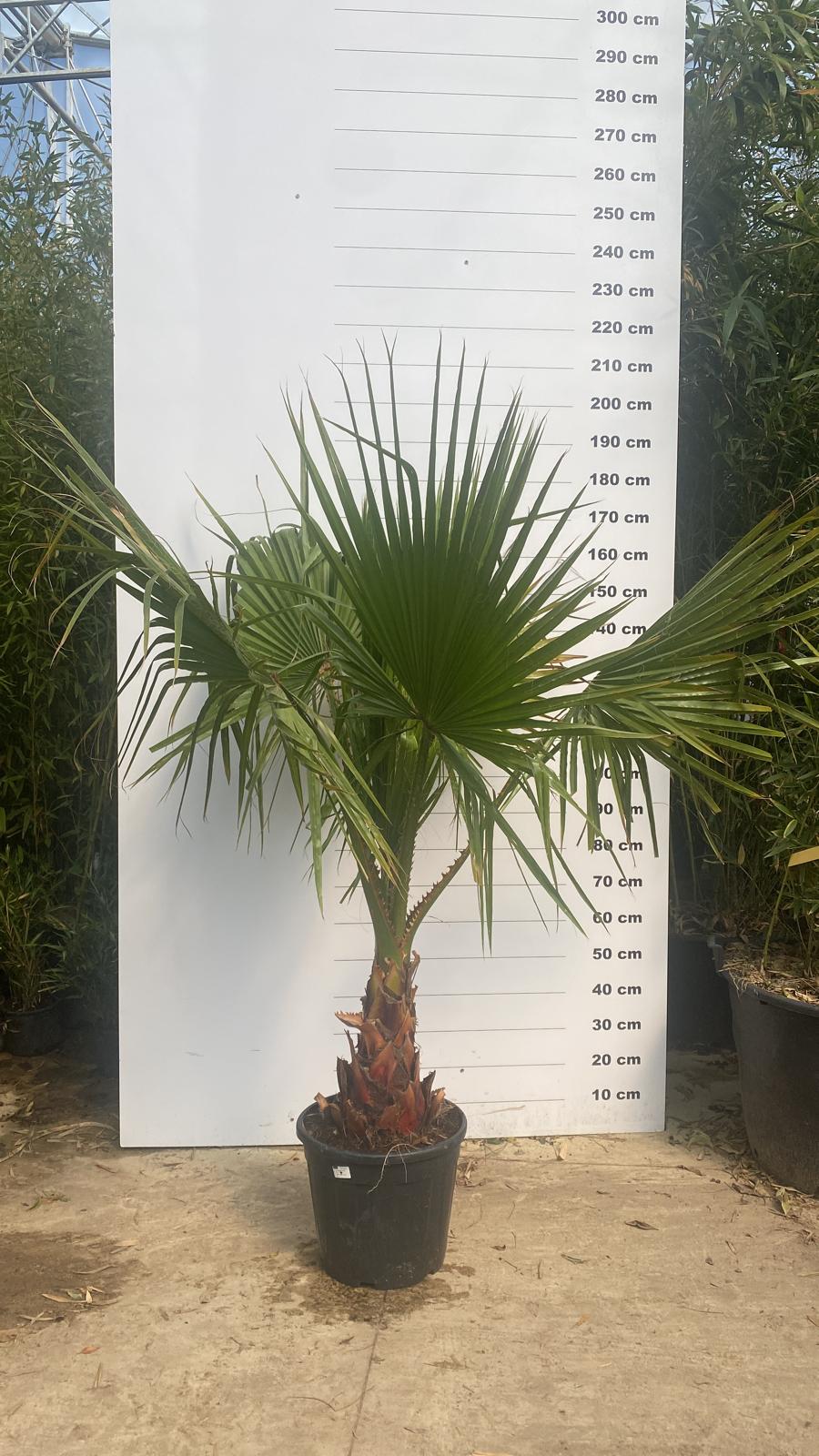 Palmier du Mexique (Washingtonia Robusta) - Image 8