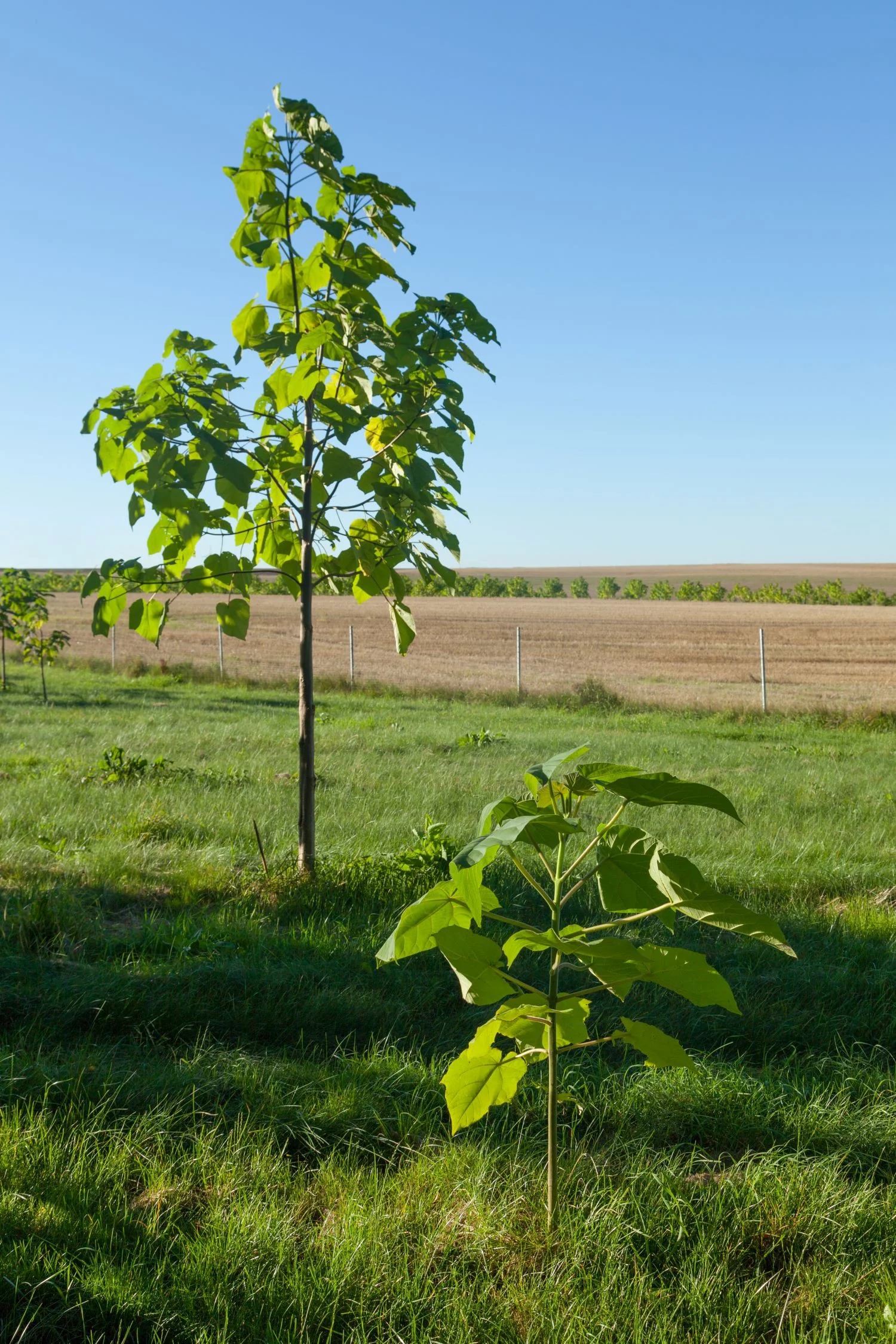 Arbre impérial (Paulownia) - Image 3