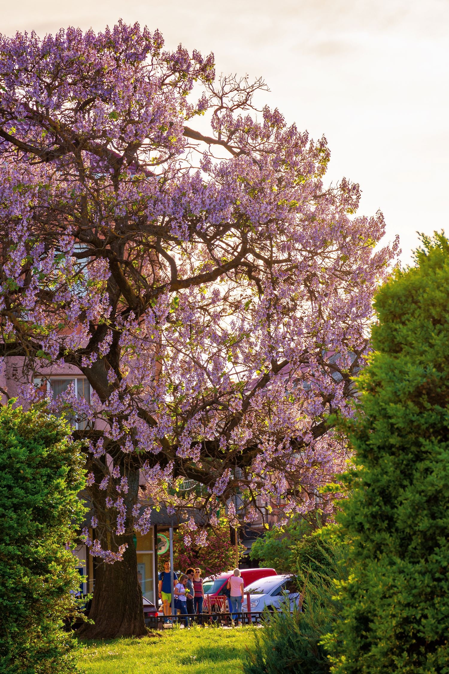 Arbre impérial (Paulownia) - Image 5