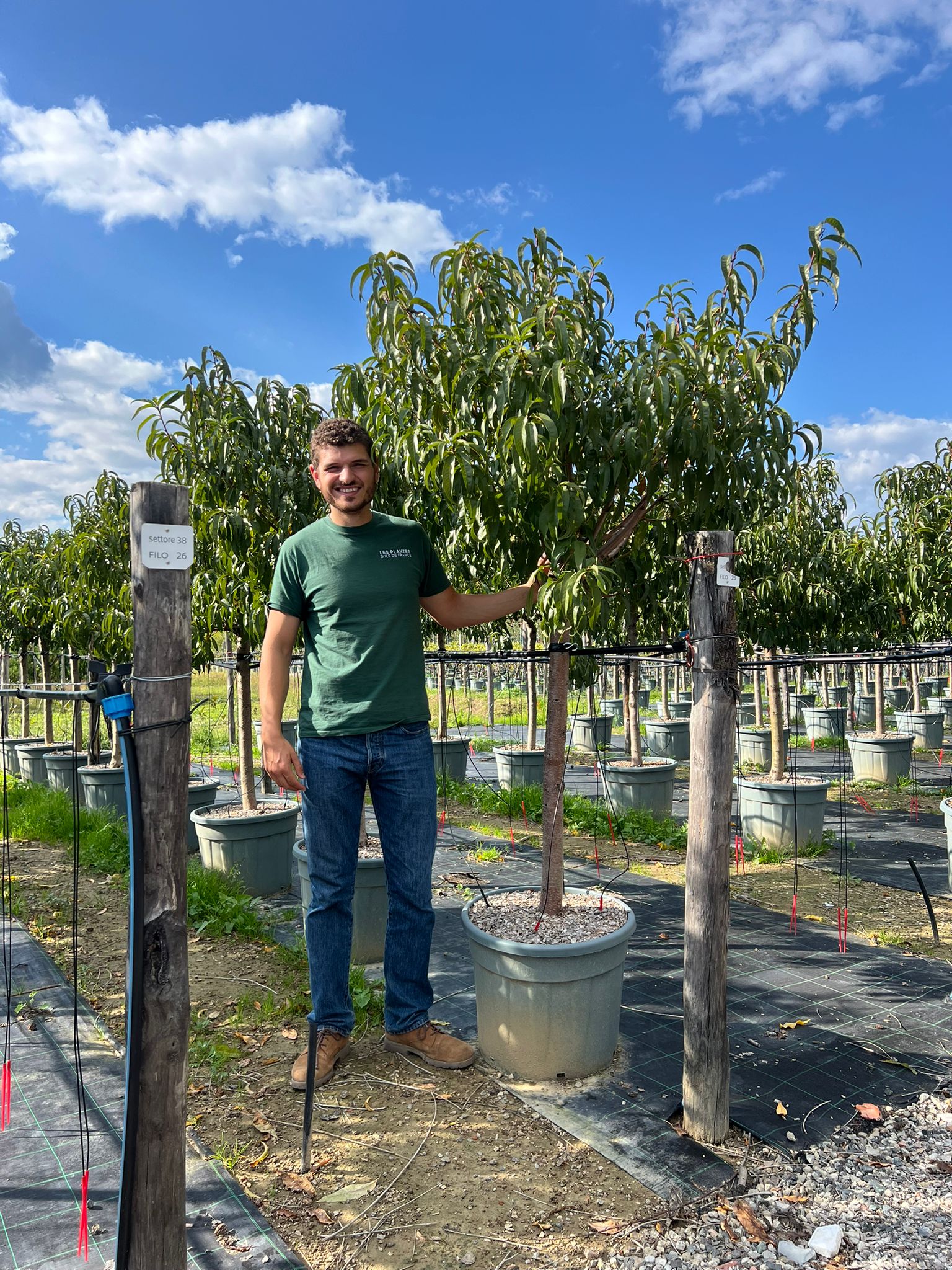 Pêcher (Prunus persica) - Image 10