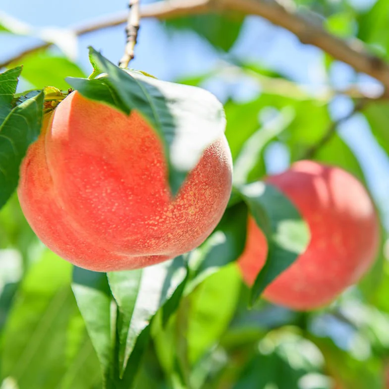 Pêcher (Prunus persica) - Image 3