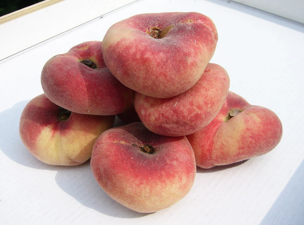 Pêcher (Prunus persica) - Image 5