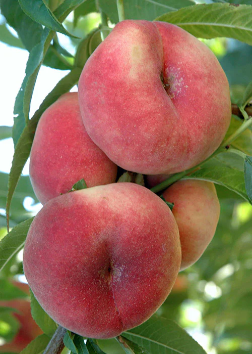 Pêcher (Prunus persica) - Image 6