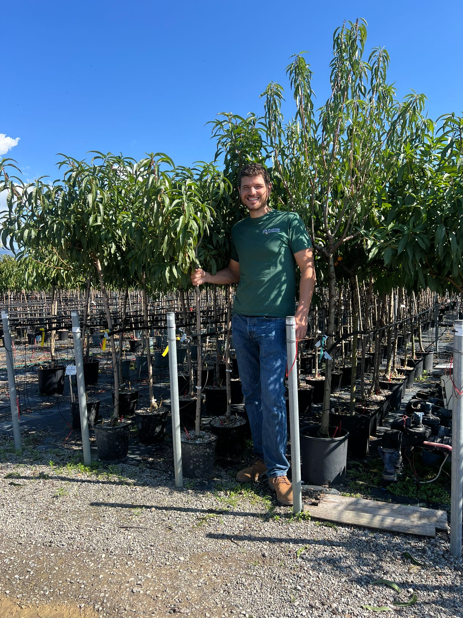 Pêcher (Prunus persica) - Image 8
